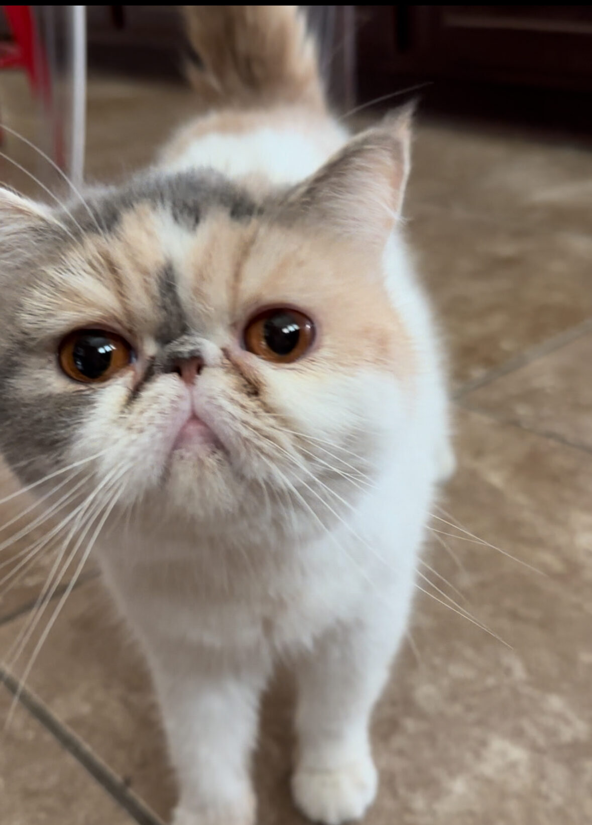 exotic shorthair cat female