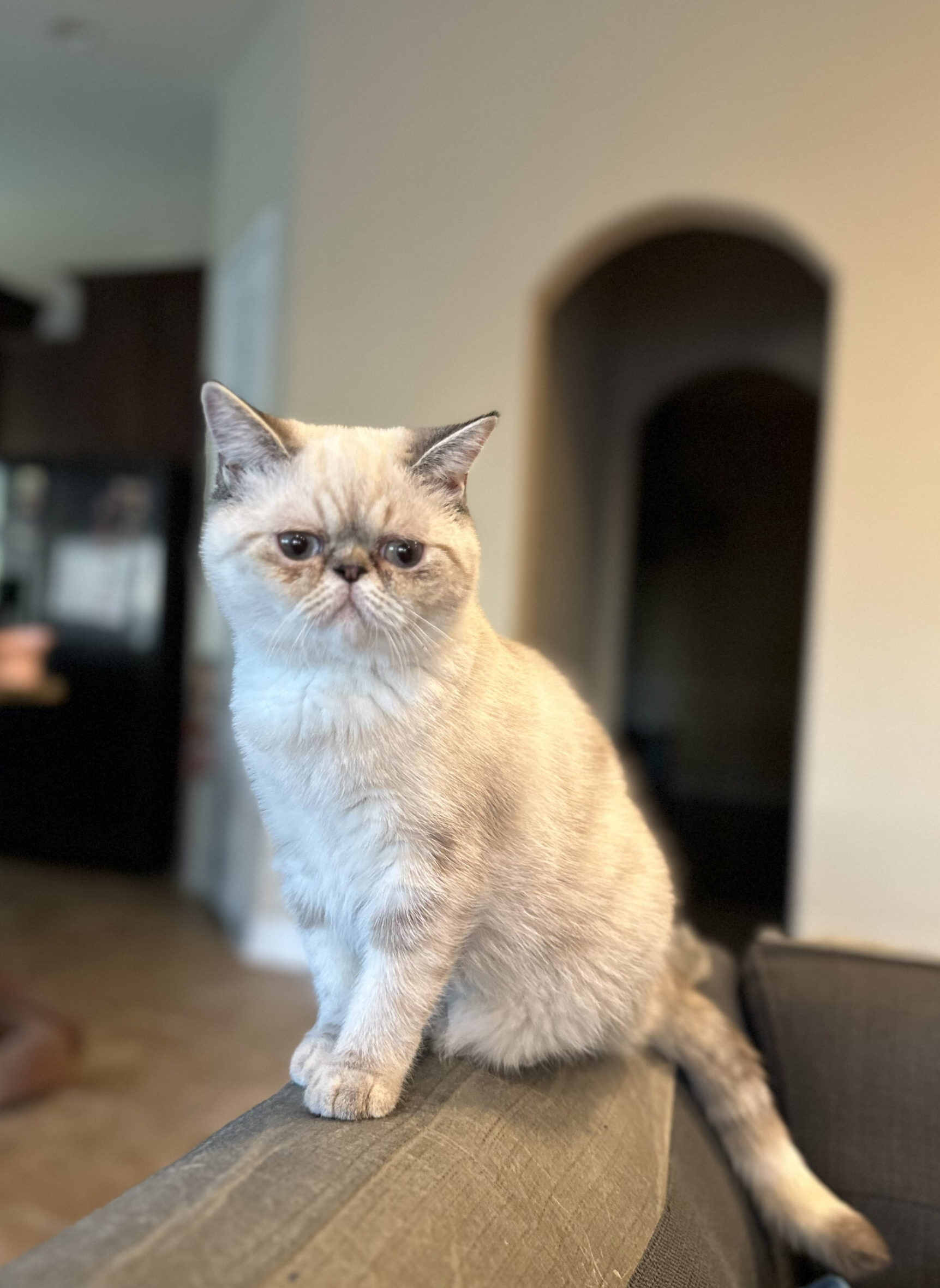 exotic shorthair cat female