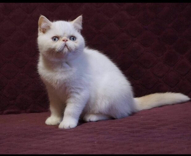 exotic shorthair cat male