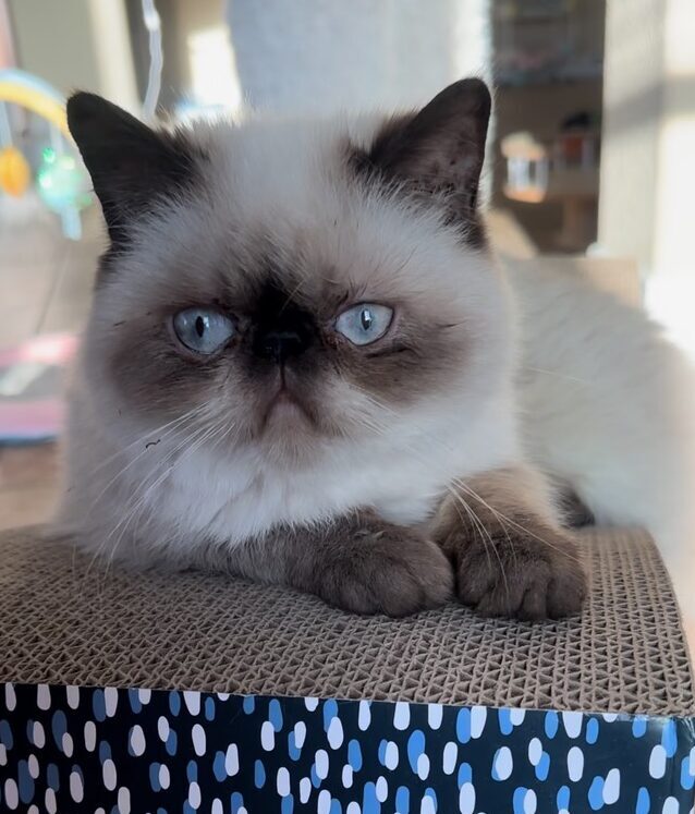 exotic shorthair cat male