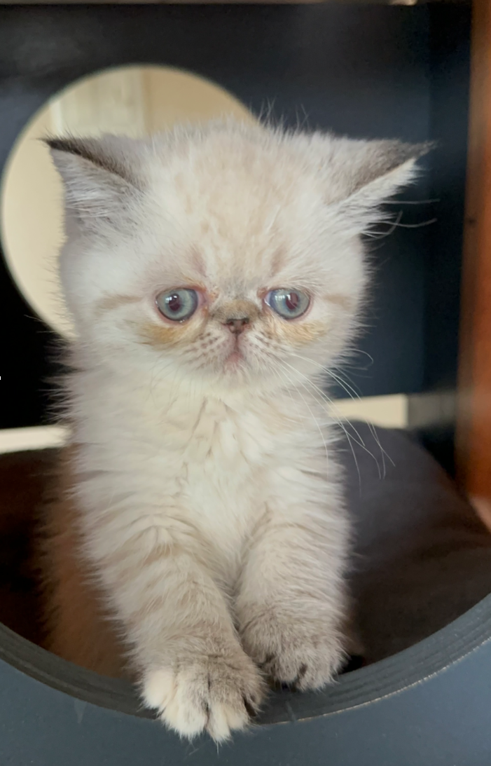 exotic shorthair kitten, Annie