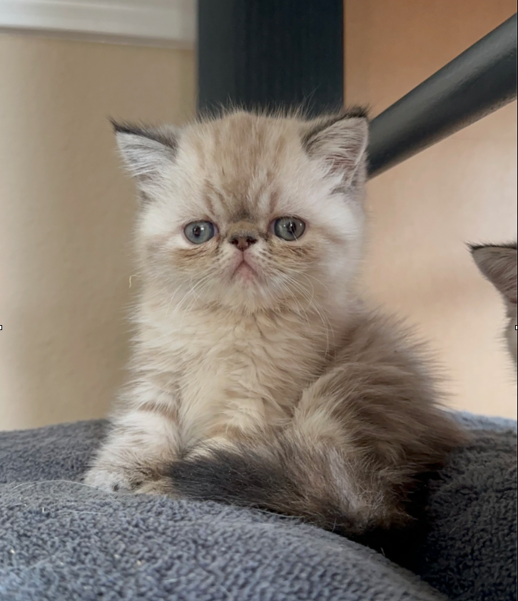 exotic shorthair kitten, Chloe