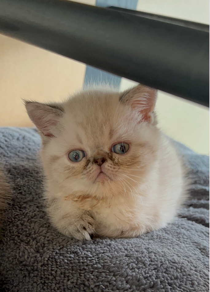 exotic shorthair kitten, Ace