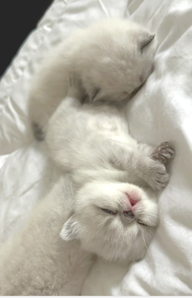 sleeping kittens