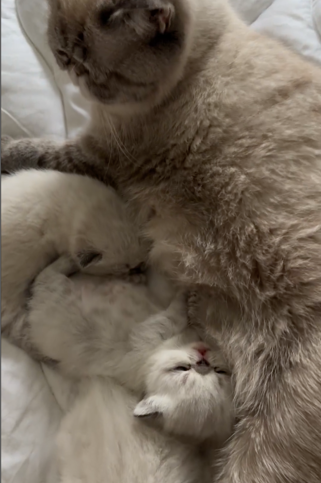 Kittens with mom