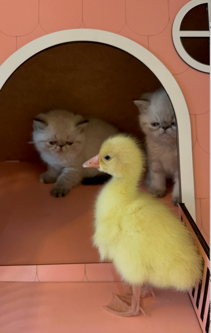 exotic shorthair kittens