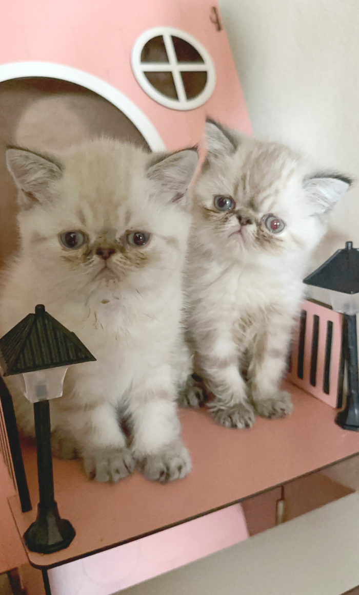 exotic shorthair kittens