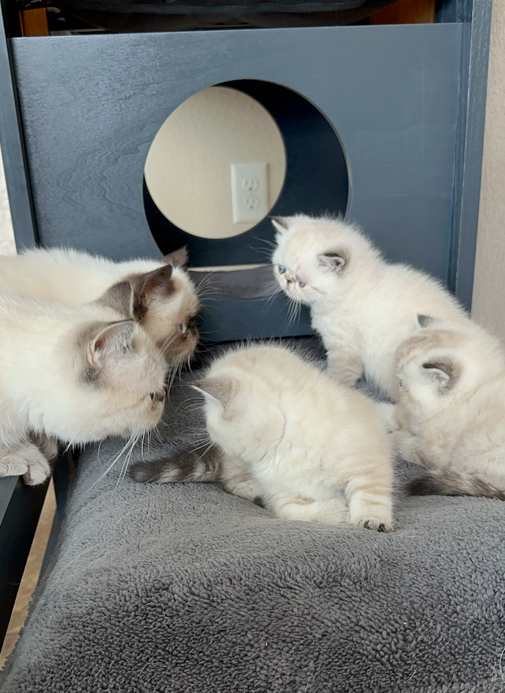 all exotic shorthair kittens with parents