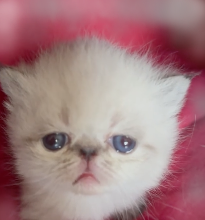 kitten with blue eyes