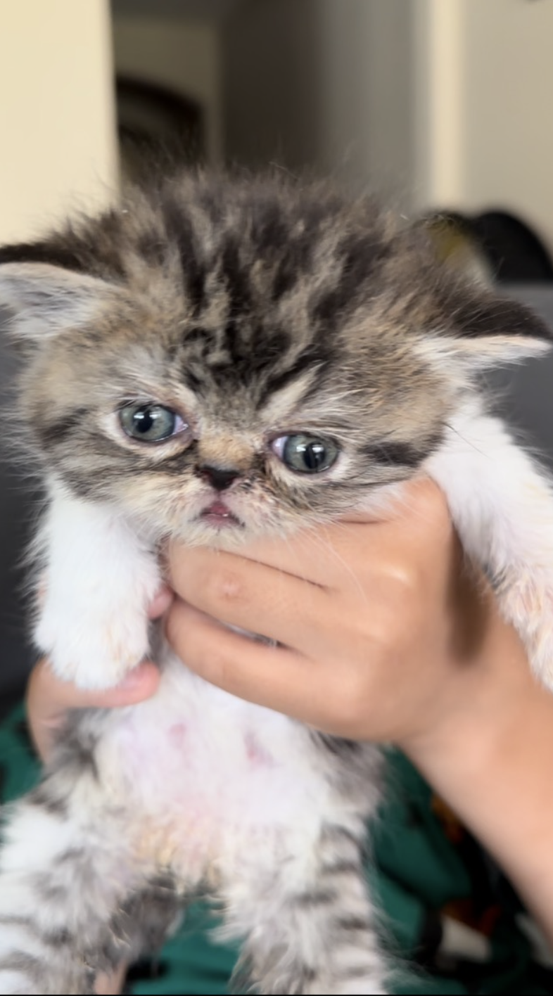 Exotic shorthair kitten, Tiger