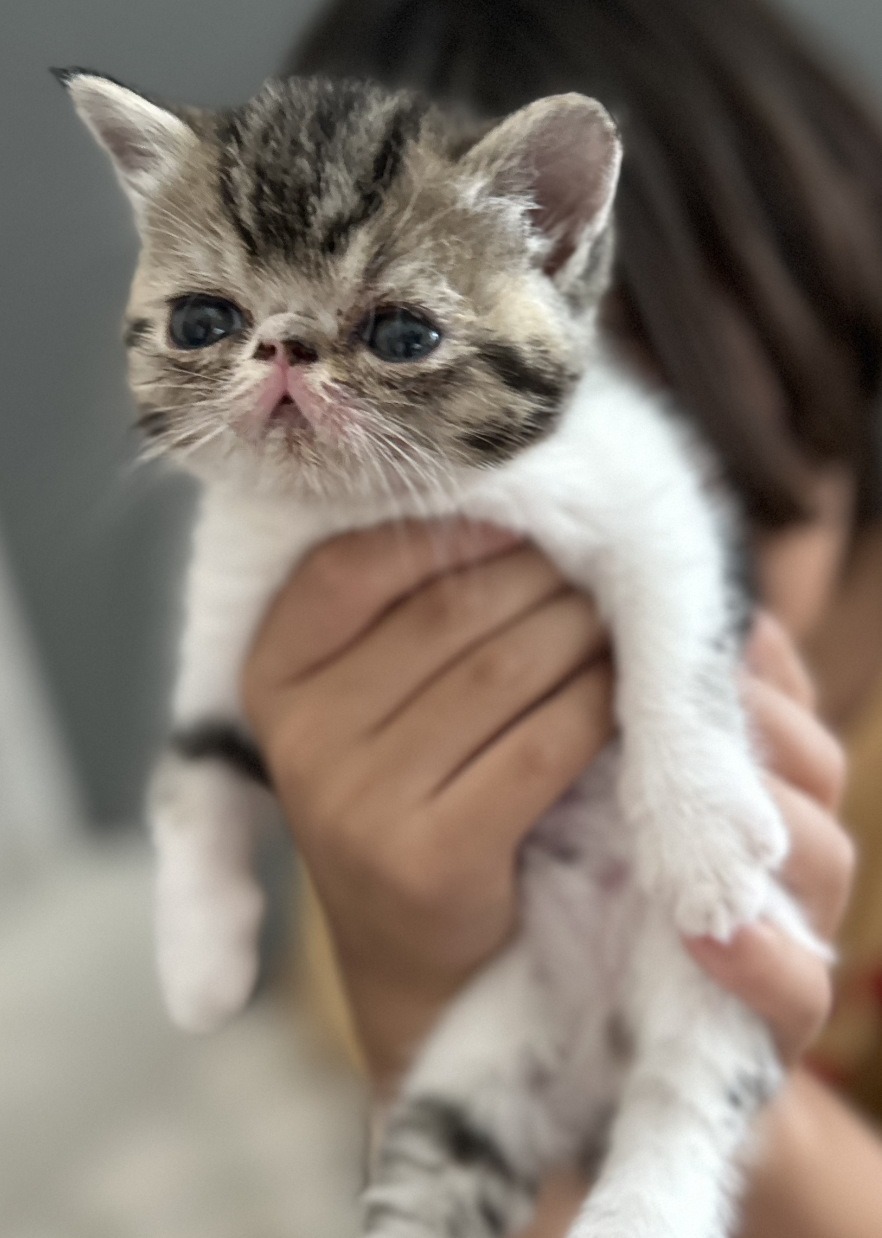 exotic shorthair kitten, Star