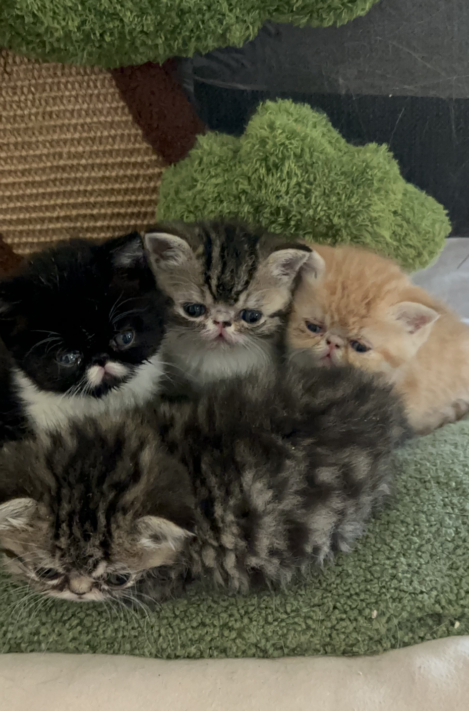 all exotic shorthair kittens